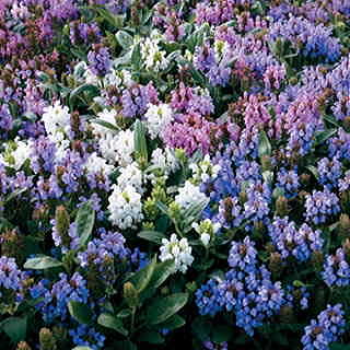 Freelander Mix Prunella Flower Seeds