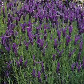 French Long Lavender Seeds