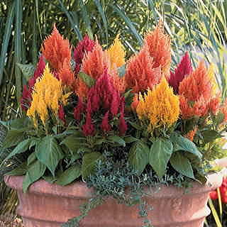 Fresh Look Mix Celosia Seeds