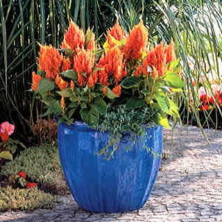 Fresh Look Orange Celosia Seeds