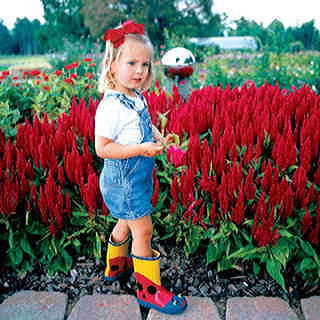 Fresh Look Red Celosia Seeds