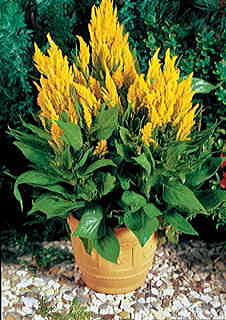 Fresh Look Yellow Celosia Seeds