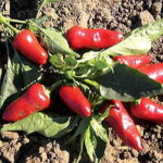 Fresno Pepper Seeds 1