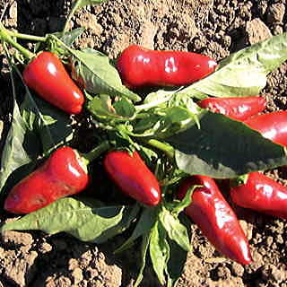 Fresno Pepper Seeds