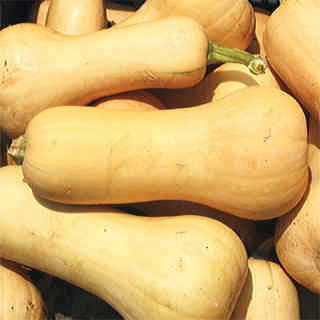 Frisco Hybrid Squash Seeds