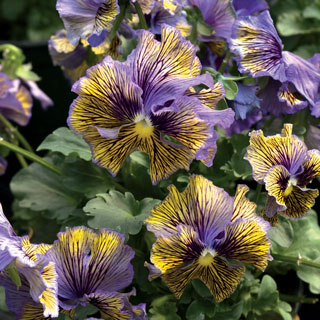 Frou Frou Blue & Yellow Viola Seeds