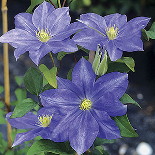 'Fujimusume' Clematis