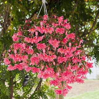 Funky® Pink Begonia Seeds