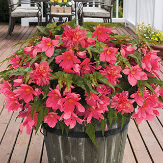 Funky® Pink Begonia Seeds