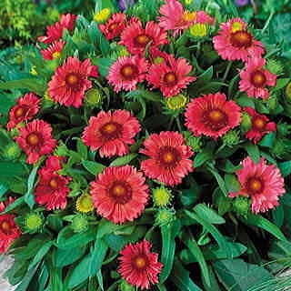 Gaillardia 'Aizona Red Shades'