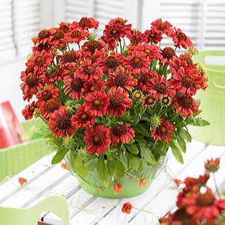 Gallo™ Red Blanket Flower