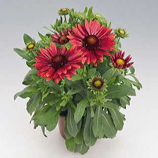 Gallo™ Red Blanket Flower