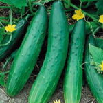 Garden Sweet Burpless Cucumber Seeds 1