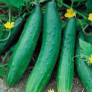 Garden Sweet Burpless Cucumber Seeds