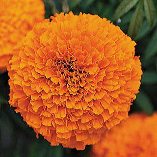 Garland Orange Marigold Seeds 1