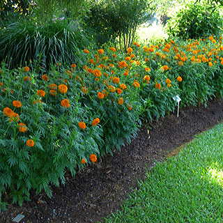 Garland Orange Marigold Seeds 3