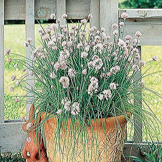 Garlic Chives Seeds