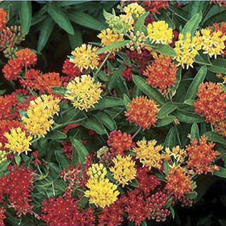 Gay Butterflies Butterfly Weed Seeds