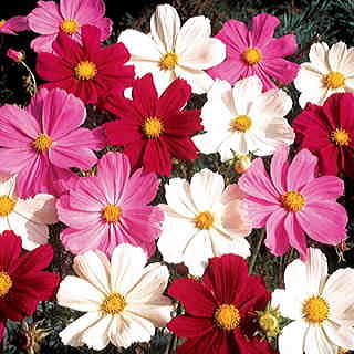 Gazebo Mix Cosmos Flower Seeds