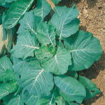 Georgia Collards Seeds 1