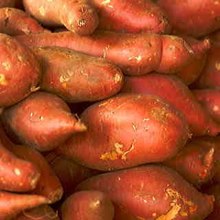 Georgia Jets Sweet Potato Plant