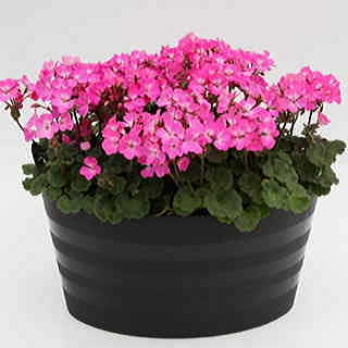 Geranium Nano™ Deep Rose Seeds