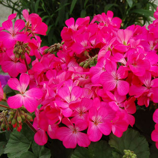 Geranium Nano™ Pink Seeds