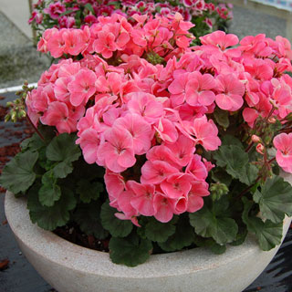 Geranium Nano™ Salmon Seeds