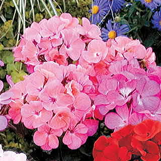 Geranium Nano™ Salmon Seeds