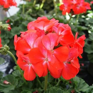 Geranium Nano™ Scarlet