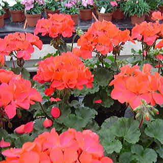 Geranium Nano™ Scarlet