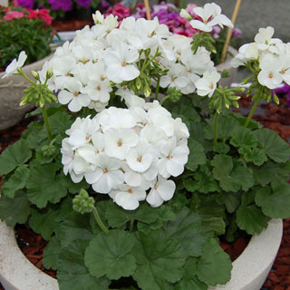 Geranium Nano™ White Seeds