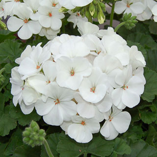 Geranium Nano™ White Seeds