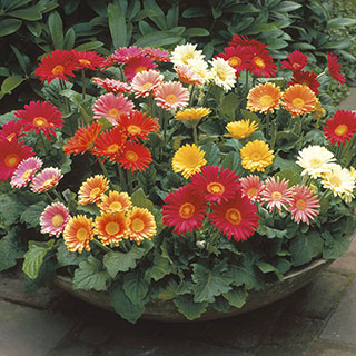 Gerbera Festival Mix (pack of 3)