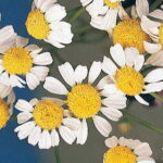 German Chamomile Seeds 1