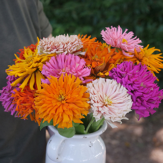 Giant Cactus Mix Zinnia Seeds