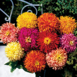 Giant Cactus Mix Zinnia Seeds 1