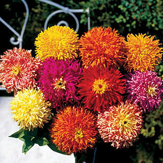 Giant Cactus Mix Zinnia Seeds