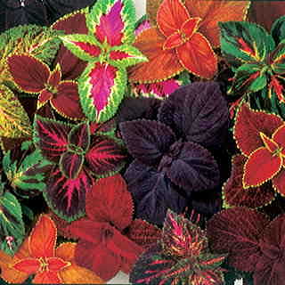 Giant Exhibition Complete Mix Coleus Seeds