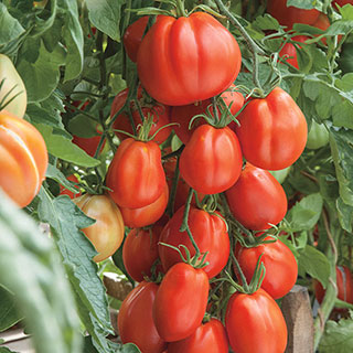 Giant Garden Paste Hybrid Tomato Seeds