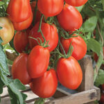 Giant Garden Paste Hybrid Tomato Seeds 1