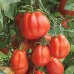 Giant Garden Paste Hybrid Tomato Seeds 1