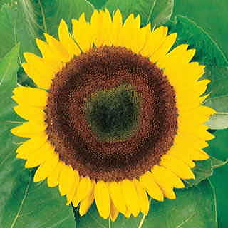 Giganteus Sunflower Seeds 1
