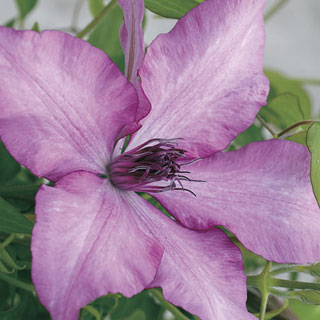 Giselle™ Clematis