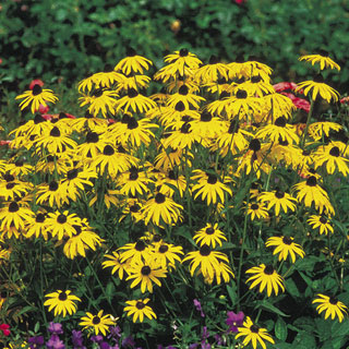 Goldsturm Strain Rudbeckia Seeds