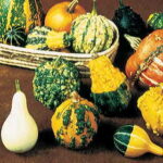 Gourd Complete Large & Small Mix 1