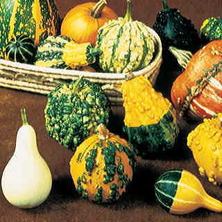 Gourd Complete Large & Small Mix