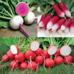Gourmet Radish Seed Tape Collection 1