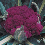 Graffiti Hybrid Cauliflower Seeds 1