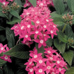 Graffiti® Rose Pentas Seeds 1